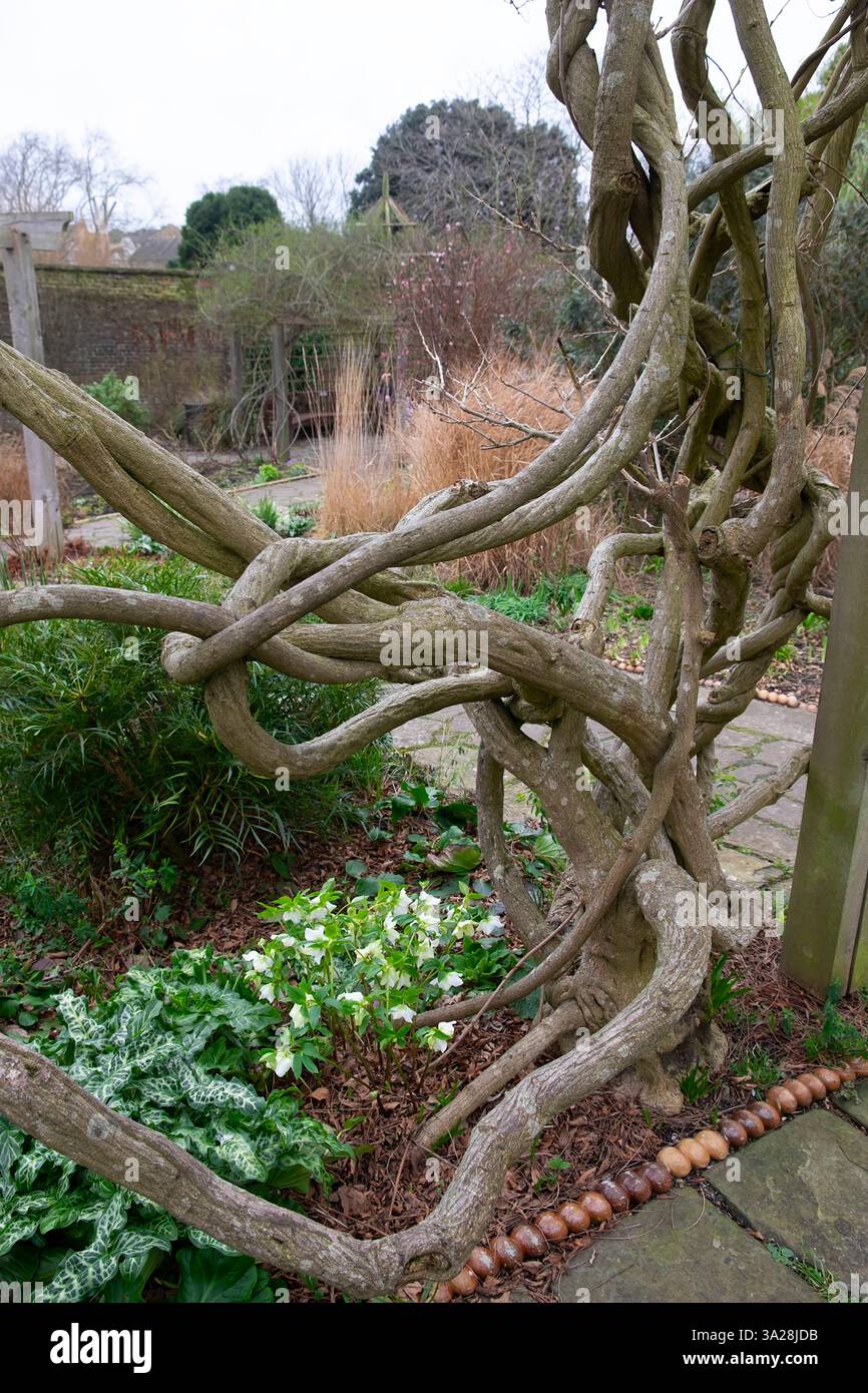 Winter wisteria hi-res stock photography and images - Alamy