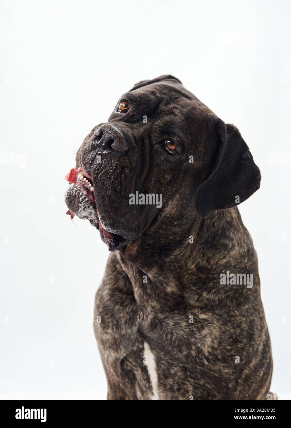A Cane Corso looks up against a white background, displaying a focused and alert expression. The light background emphasizes the strength and nobility Stock Photo