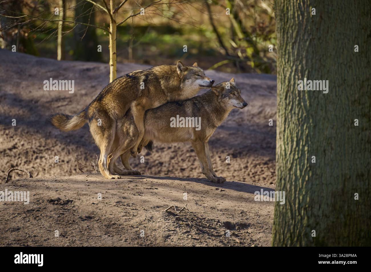 ARRANGES OF THE WOLVES GET IN THE RING