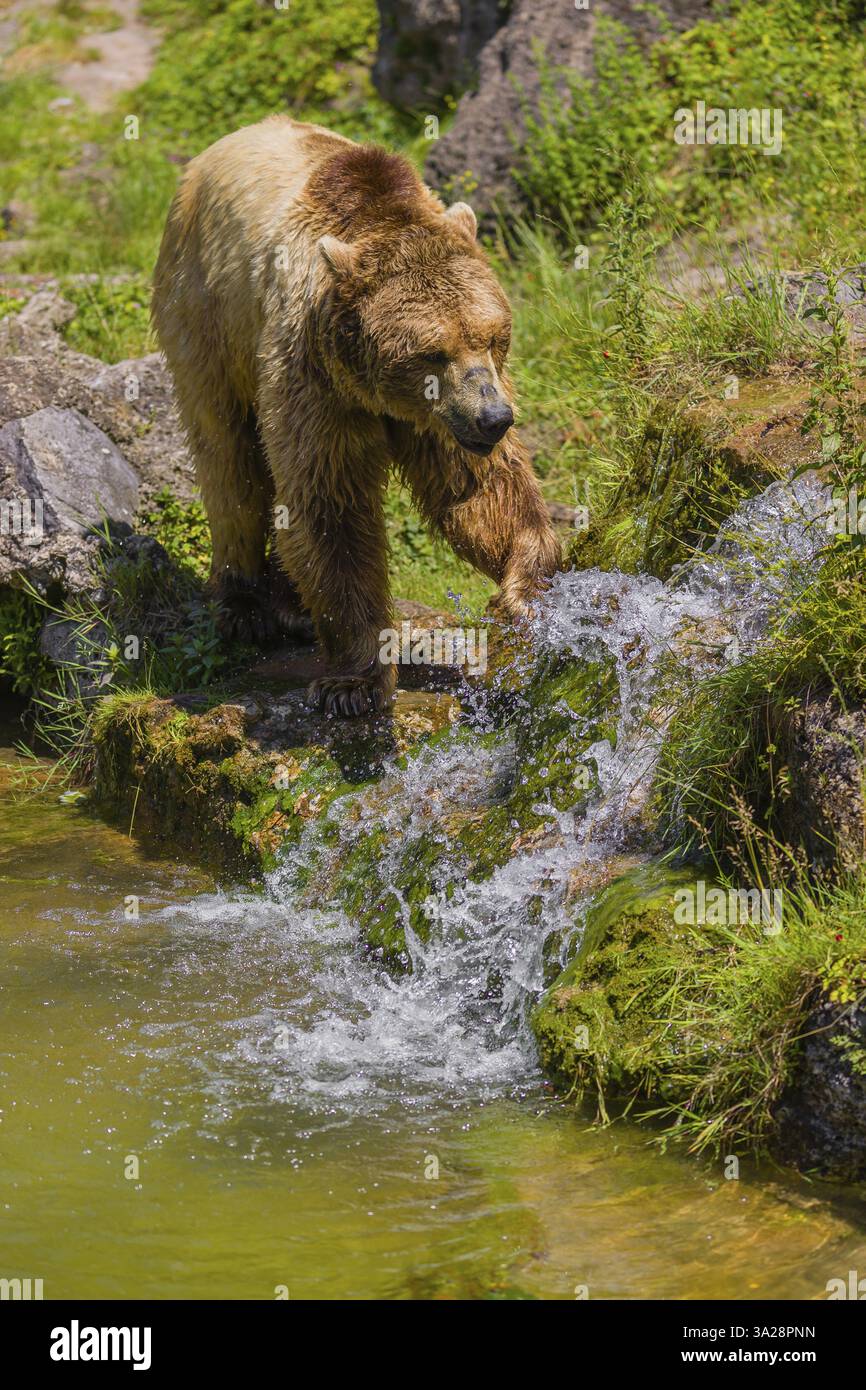 An eurasian brown bear (Ursus arctos arctos) walks along a creek ...
