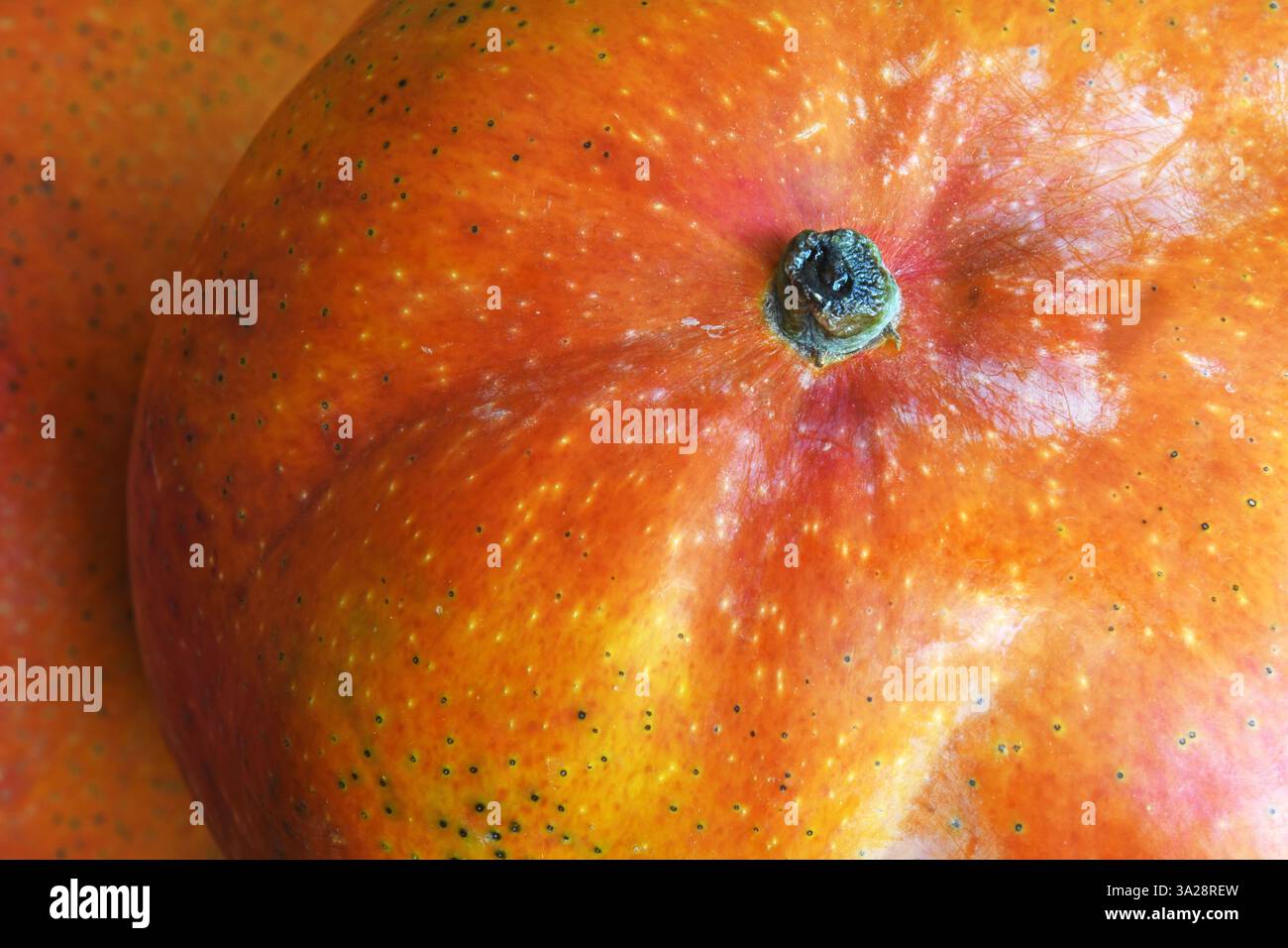 Mango fruit, Close up shot of mango Stock Photo