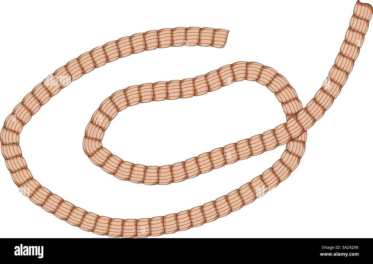 polyester rope cartoon vector illustration Stock Vector Image & Art - Alamy