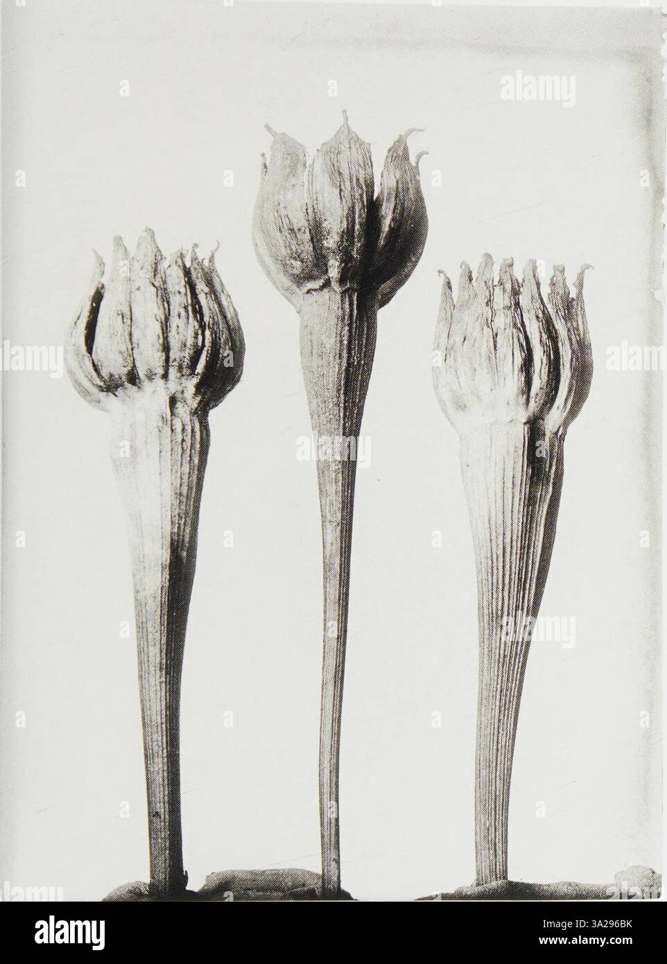 Complexity of botanical features hi-res stock photography and images ...