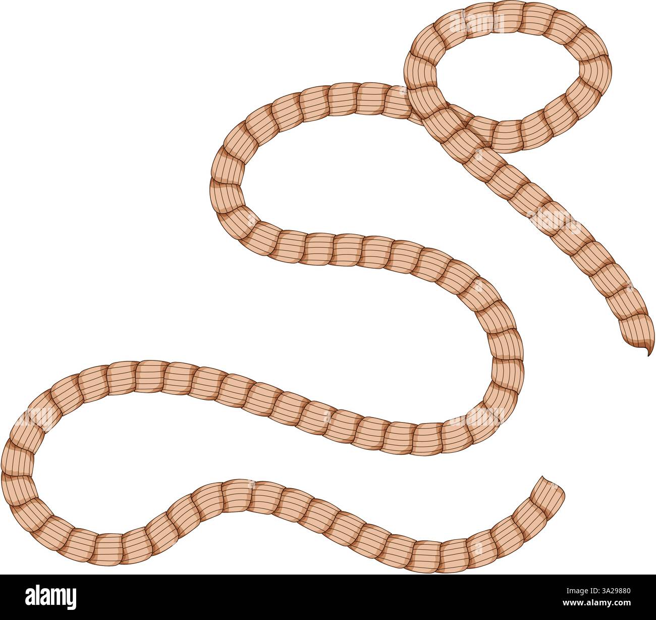 nylon rope cartoon vector illustration Stock Vector Image & Art - Alamy