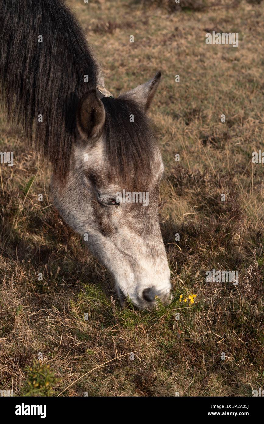 Hampshire England UK. 10.03.2025. Pony grazing in the New Forest countryside area of Hampshire England during winter season. Stock Photo