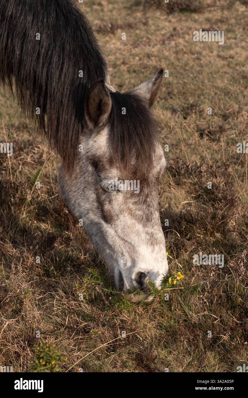 Hampshire England UK. 10.03.2025. Pony grazing in the New Forest countryside area of Hampshire England during winter season. Stock Photo