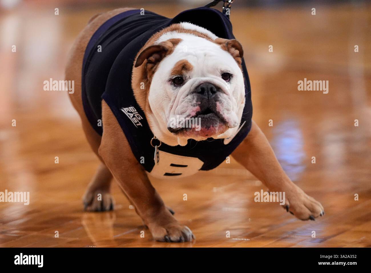 Butler mascot, Butler Blue IV, stands on the court during the first half of an NCAA college