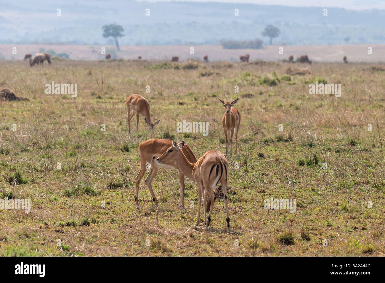 Thomson's gazelles in Maasai Mara National Preserve, Kenya Stock Photo ...