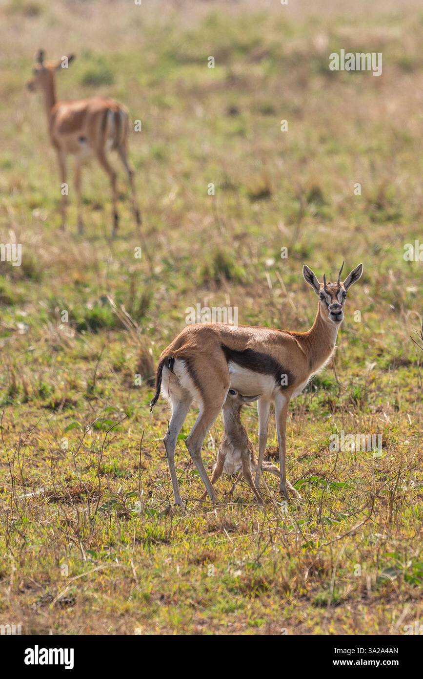 Thomson's gazelles in Maasai Mara National Preserve, Kenya Stock Photo ...