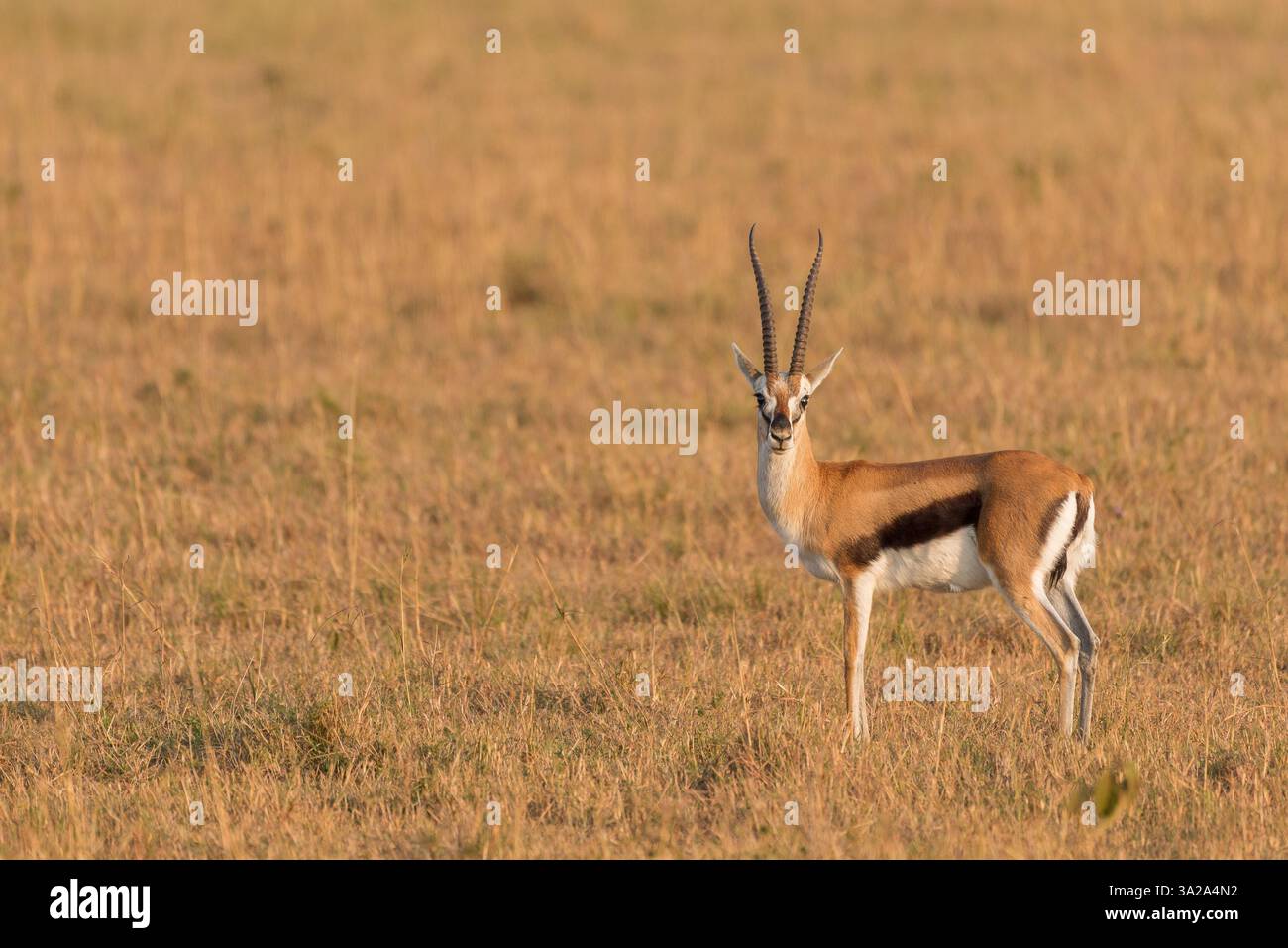 Thomson's gazelles in Maasai Mara National Reserve, Kenya Stock Photo ...