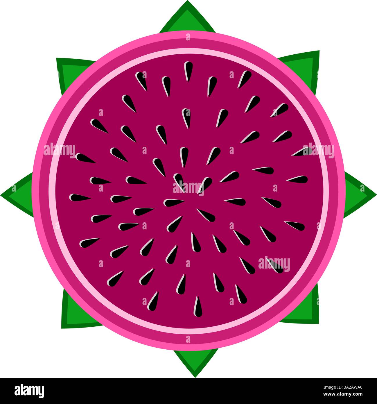 Dragon fruit purple slice vector illustration Stock Vector