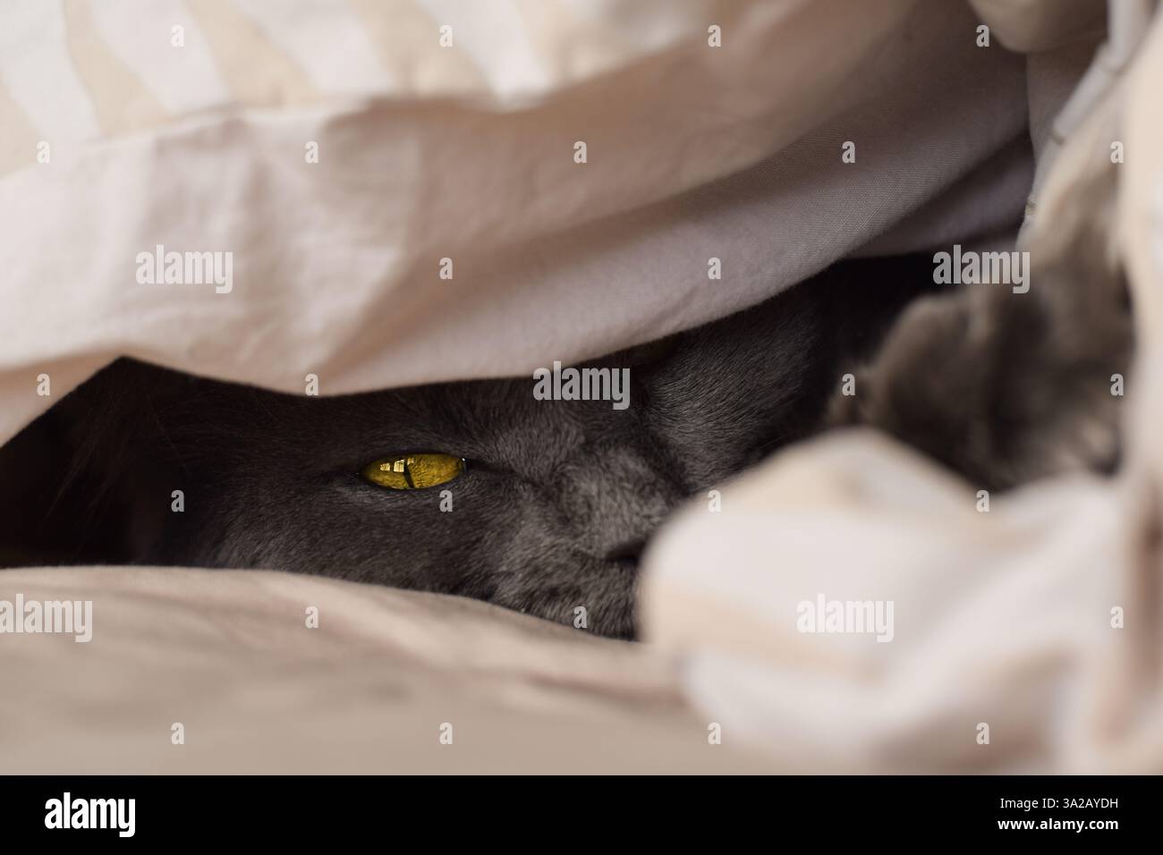 Grey cat's face peeking from under covers in bed Stock Photo