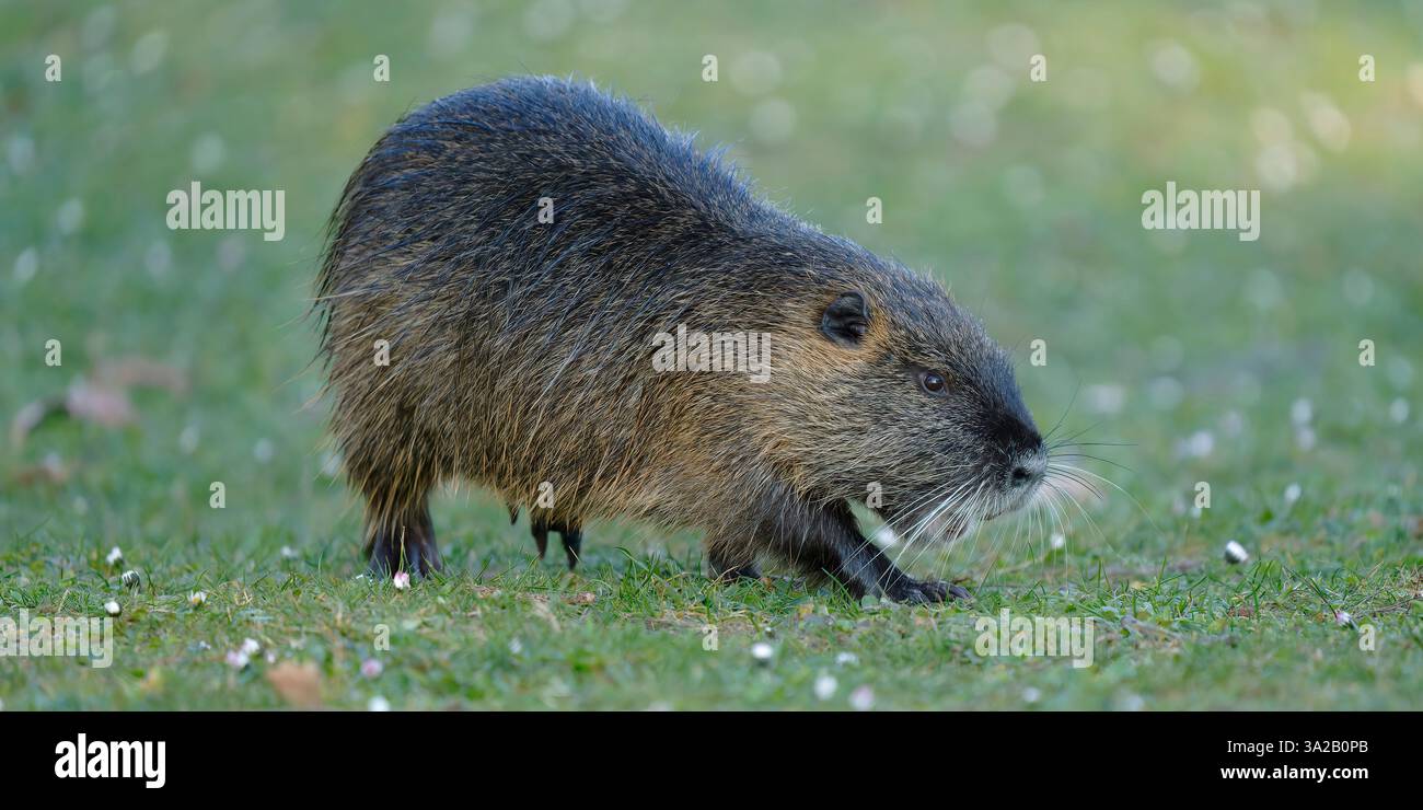 a nutria in nature - un ragondin dans la nature Stock Photo - Alamy