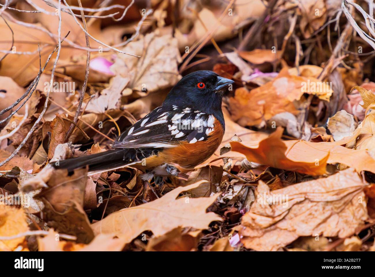 A Spotted Towhee bird rustling in the leaves in early Springtime looks ...