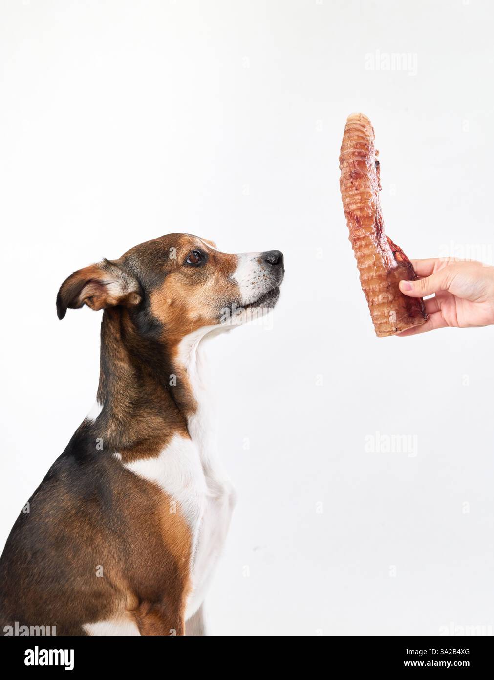 A mixed-breed dog looks intently at a treat being held out to it. The dog seems eager to receive the snack. Stock Photo