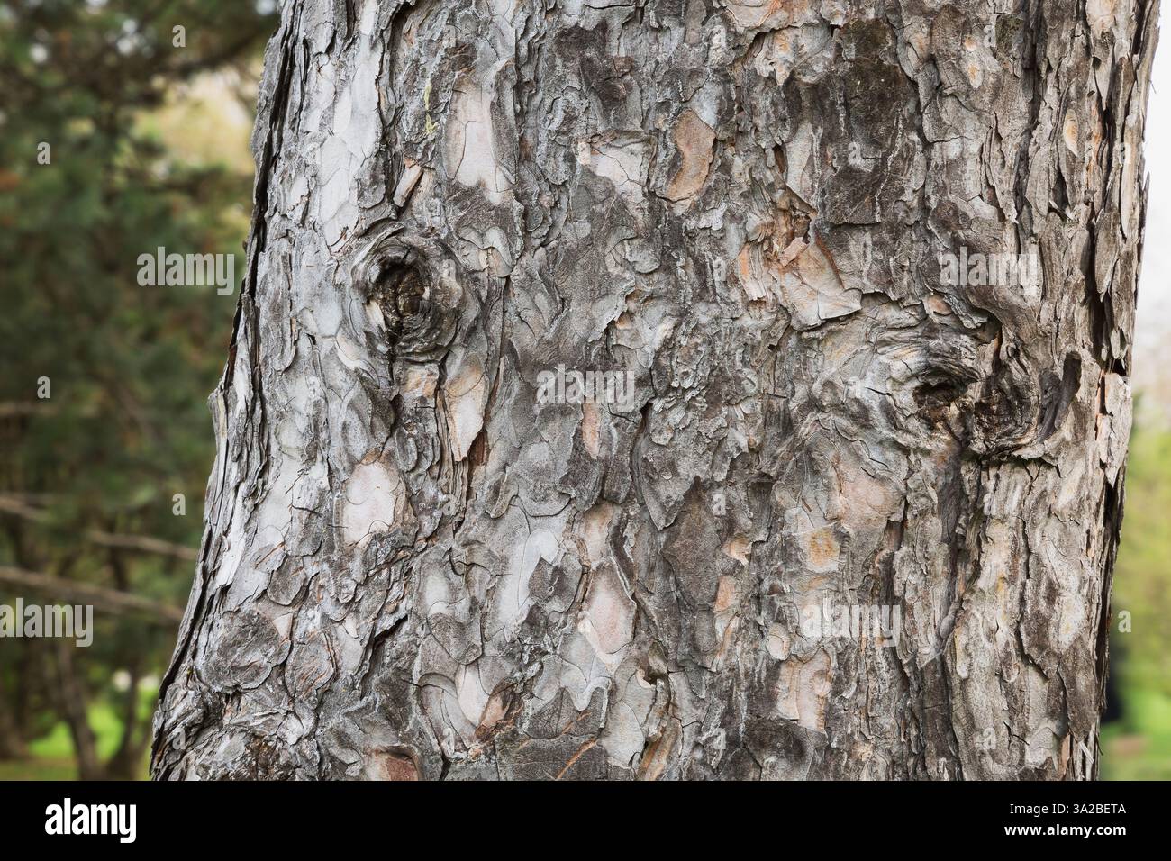 Tree Call Us Close-up of eyes on Pinus nigra var. laricio - Corsican Pine tree trunk ...