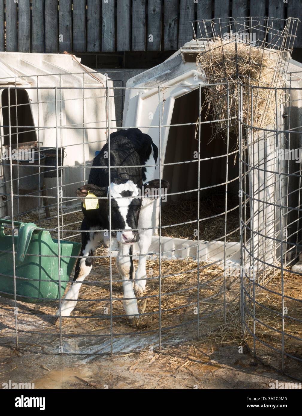 A young calf in a pen, England, UK Stock Photo