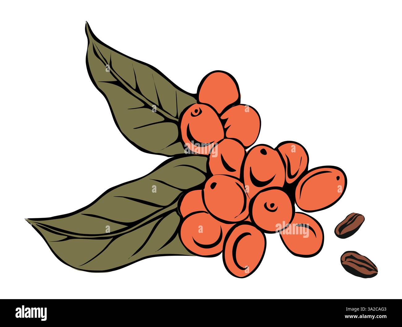 Coffee berries growing on branch vector isolated Stock Vector Image ...