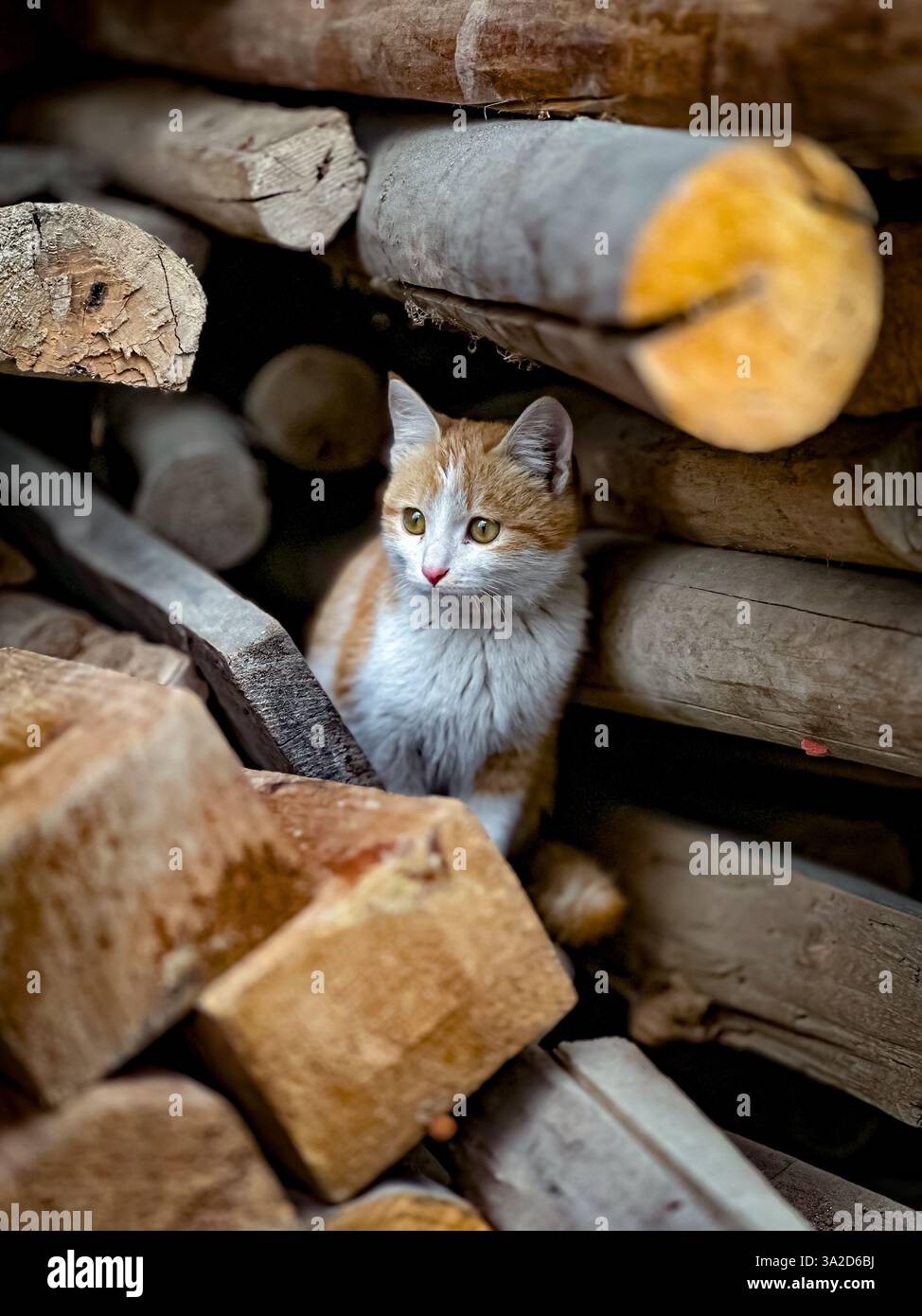 A fluffy cat sitting on a log - Smartphone Captured Stock Image