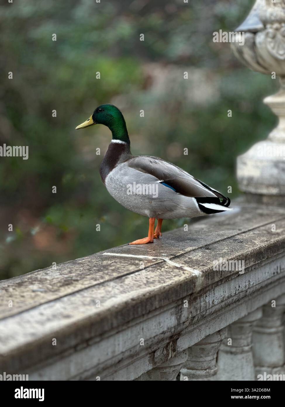 A majestic mallard duck standing gracefully on an old stone railing, its vibrant green head shimmering in soft natural light. - Smartphone Captured Stock Image