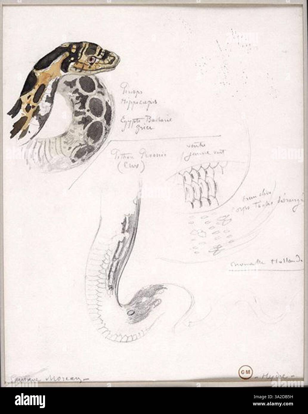 'Etudes de serpents' by Gustave Moreau focuses on two types of snakes ...