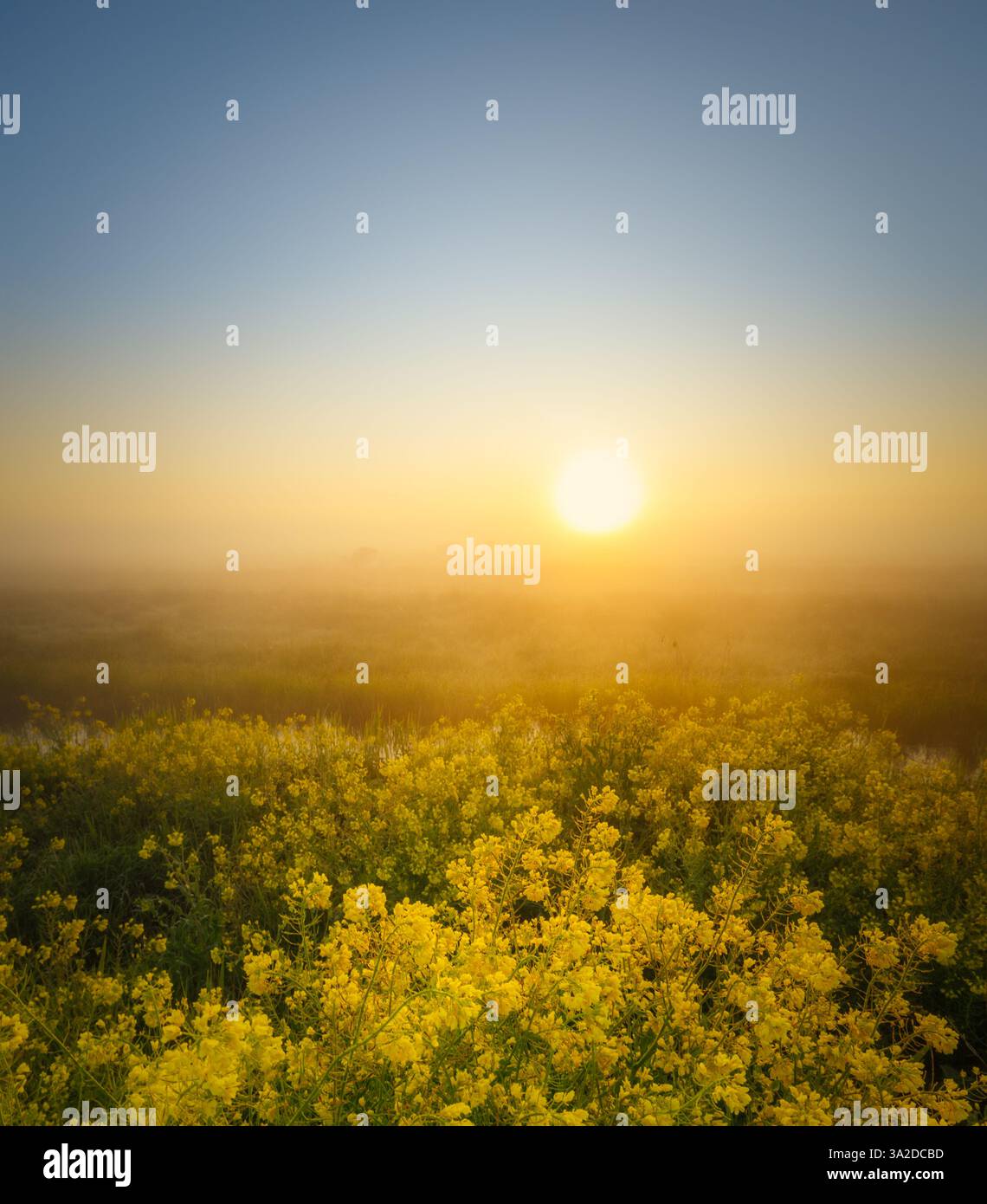 Sunrise over field of flowers hi-res stock photography and images - Alamy