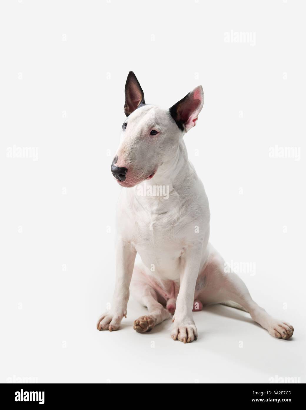 A bull terrier sits indoors with a calm expression. The dog looks peaceful, sitting still against the white background. Stock Photo