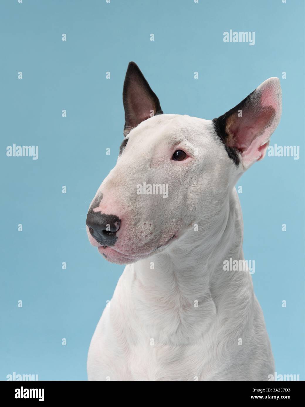 A bull terrier sits calmly indoors in a studio setting. The dog looks serene against a soft blue background, exuding peace and calm. Stock Photo
