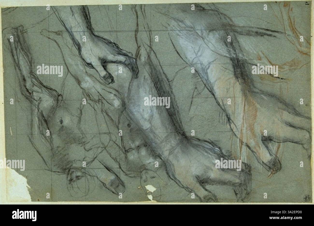 Federico Barocci’s study sheet features two forearms, a hand, a thumb ...
