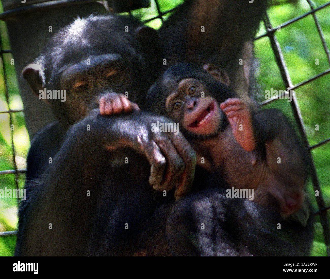 Baby chimpanzee mother baby hi-res stock photography and images - Page 8 -  Alamy, image size:1300x1101