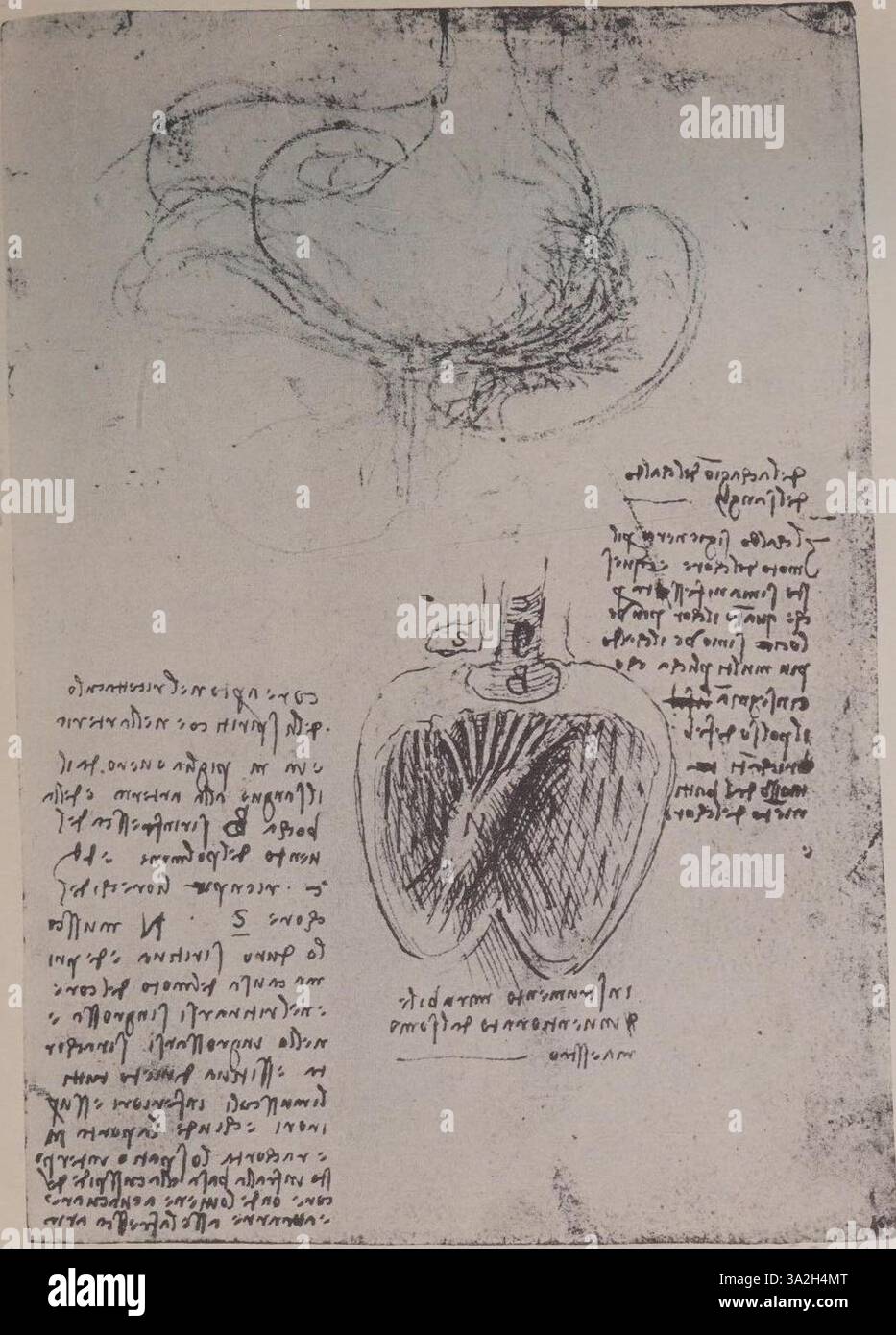 clark-19029-recto-by-leonardo-da-vinci-is-a-sketch-of-anatomical