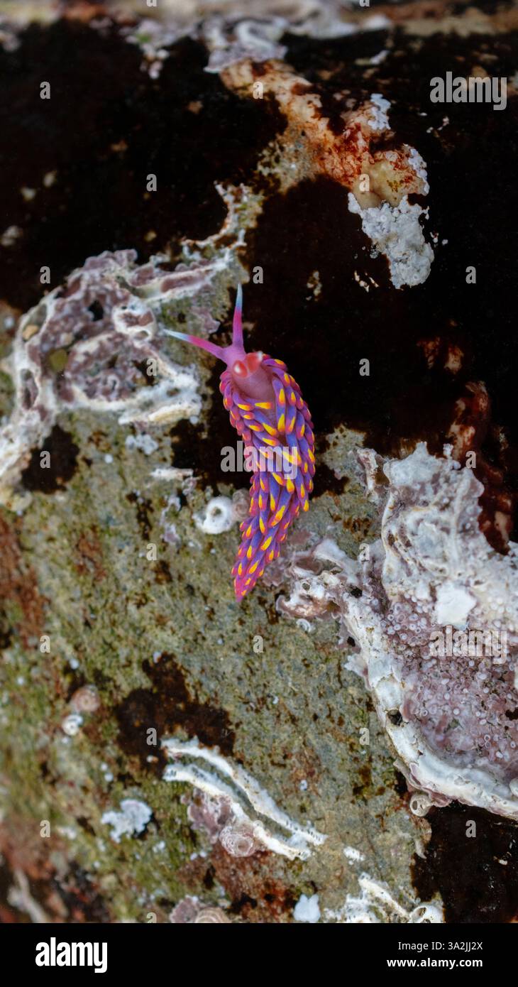 Rainbow Sea Slug / Nudibranch / Babakina anadoni in rock pool Falmouth ...