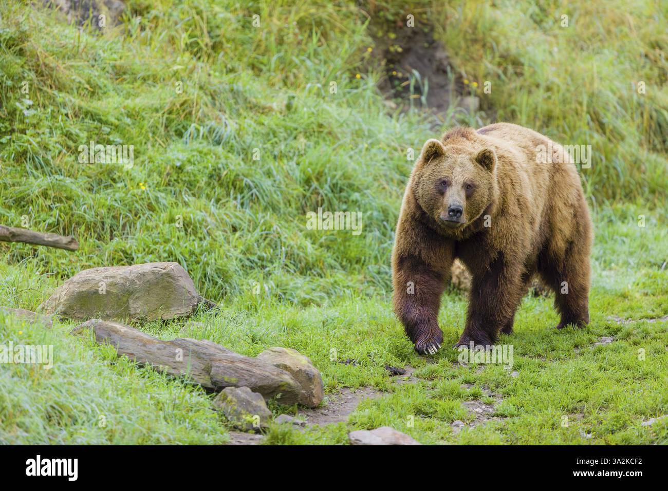An adult brown bear (Ursus arctos arctos) walks across a green meadow ...