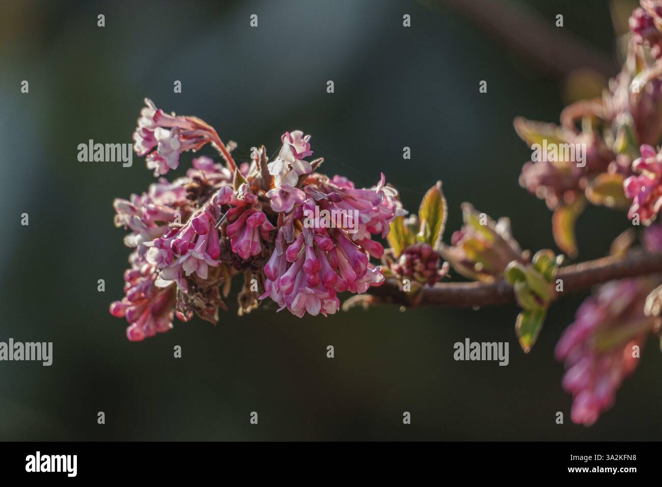 Withered blossoms on branch hi-res stock photography and images - Alamy