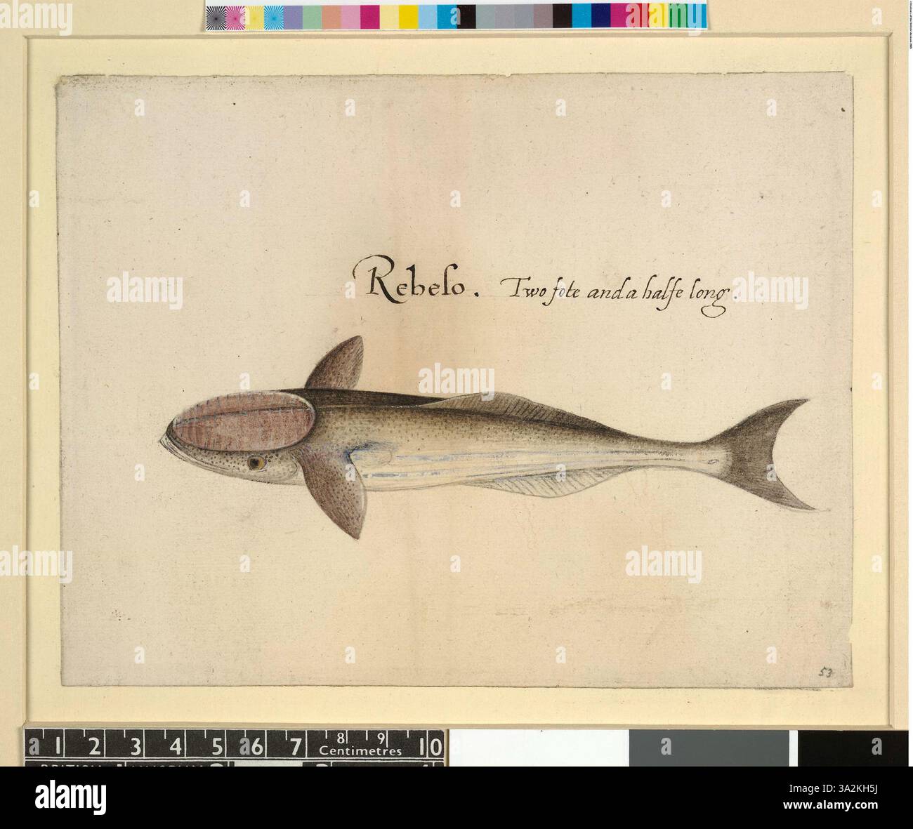 Left shark hi-res stock photography and images - Page 2 - Alamy