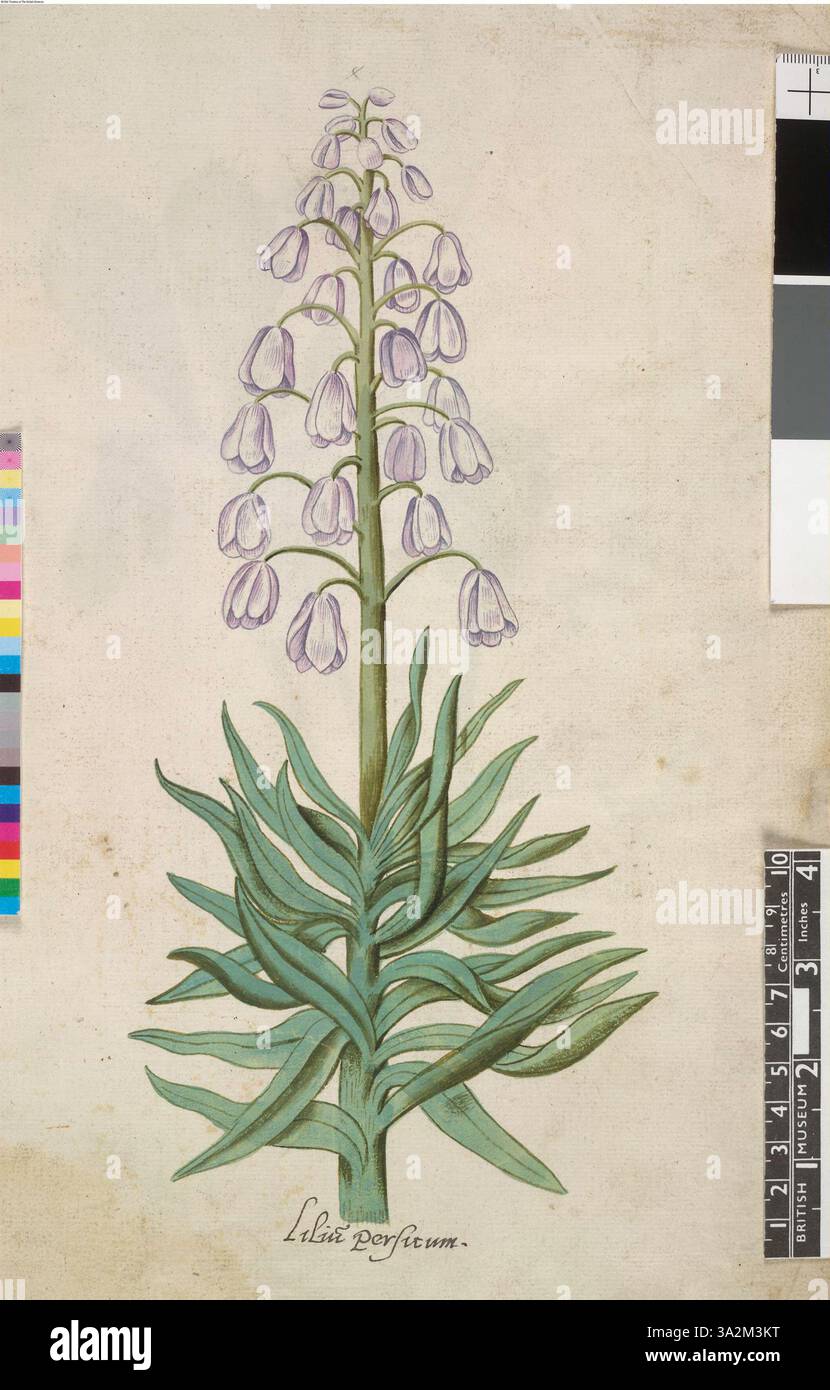 A drawing of the Persian Fritillary (Fritillaria persica) after John White, from a series of 113 botanical drawings, showcasing this species' distinctive appearance and unique features. Stock Photo