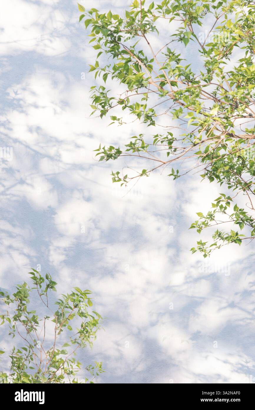 shadow on a white plastered wall from a green tree branch Stock Photo