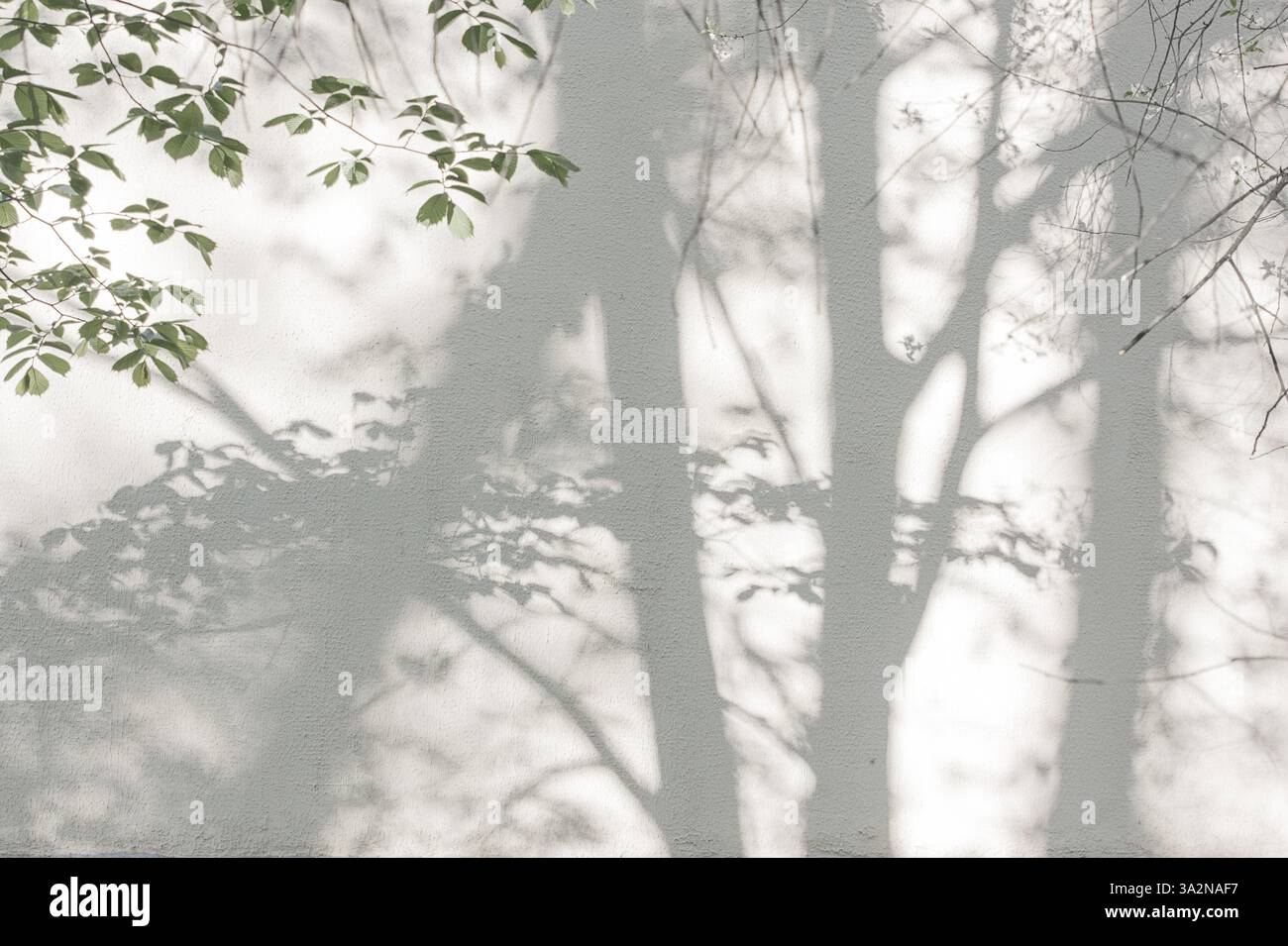 Sunlight and shadows on the wall from the branches of trees Stock Photo