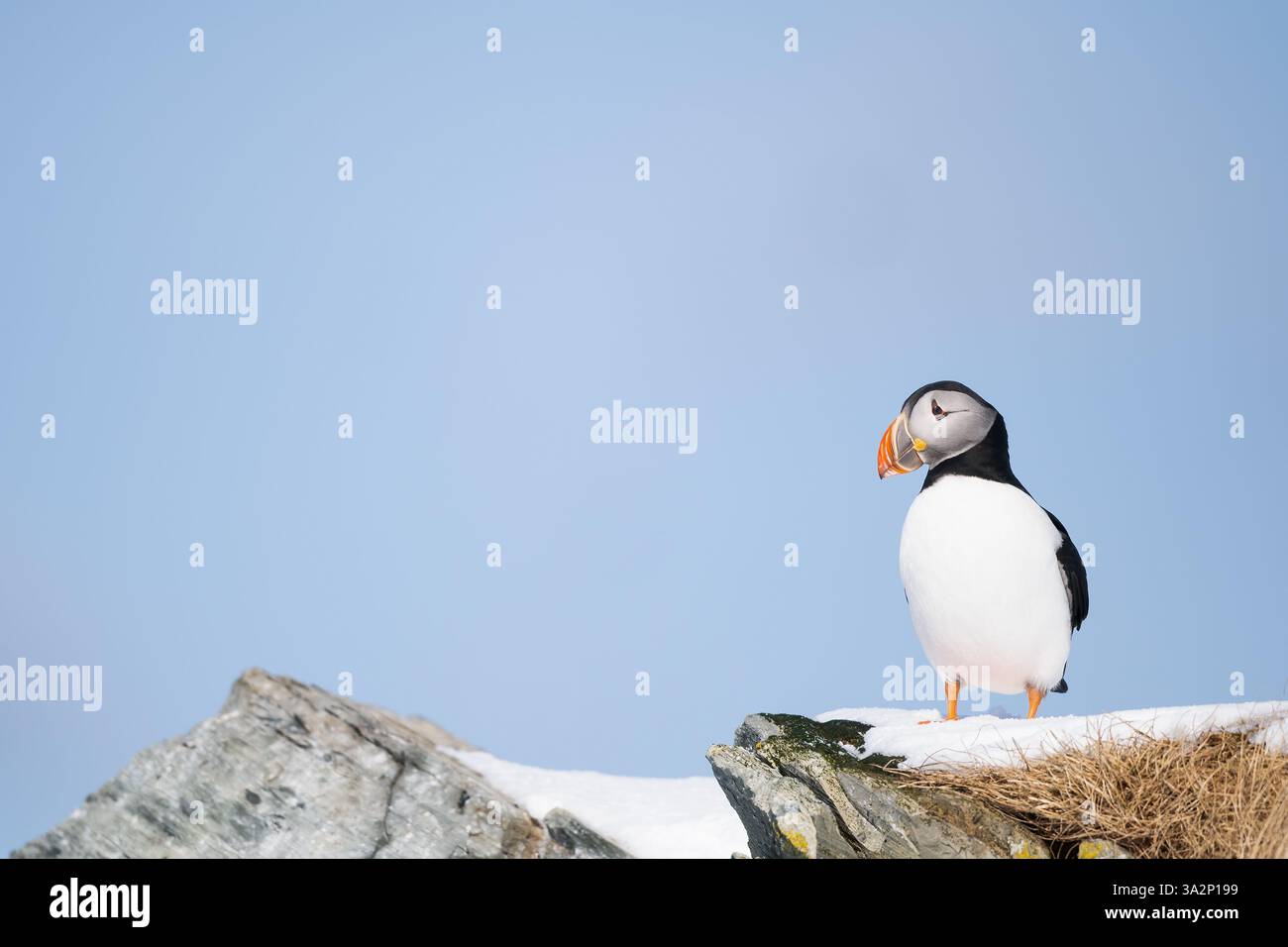 Atlantic Puffin (Fratercula arctica) in the snow in Norway Stock Photo ...