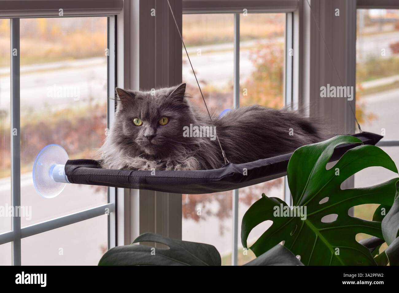 Cute grey cat lying in a window hammock looking at camera Stock Photo