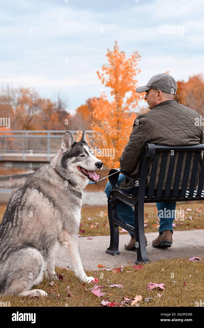Man sitting on a bench with husky dog in a park Stock Photo
