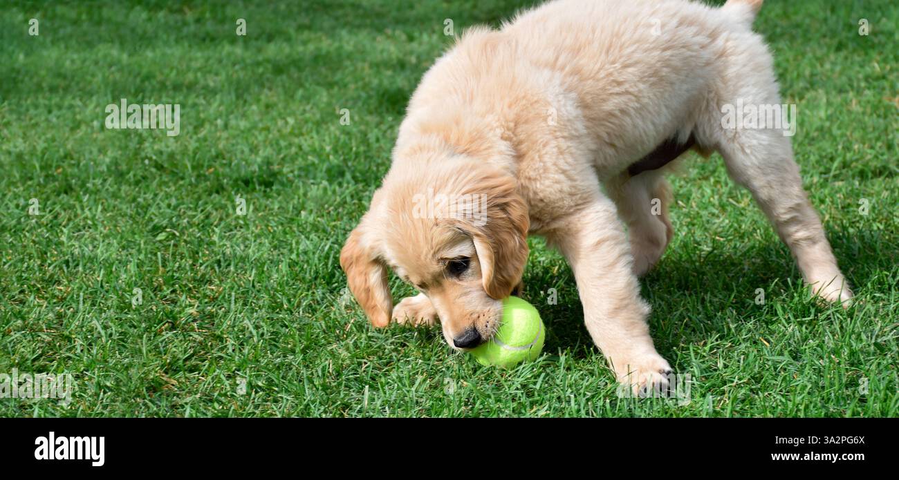 Golden retriever puppy playing with tennis ball on green grass web ...
