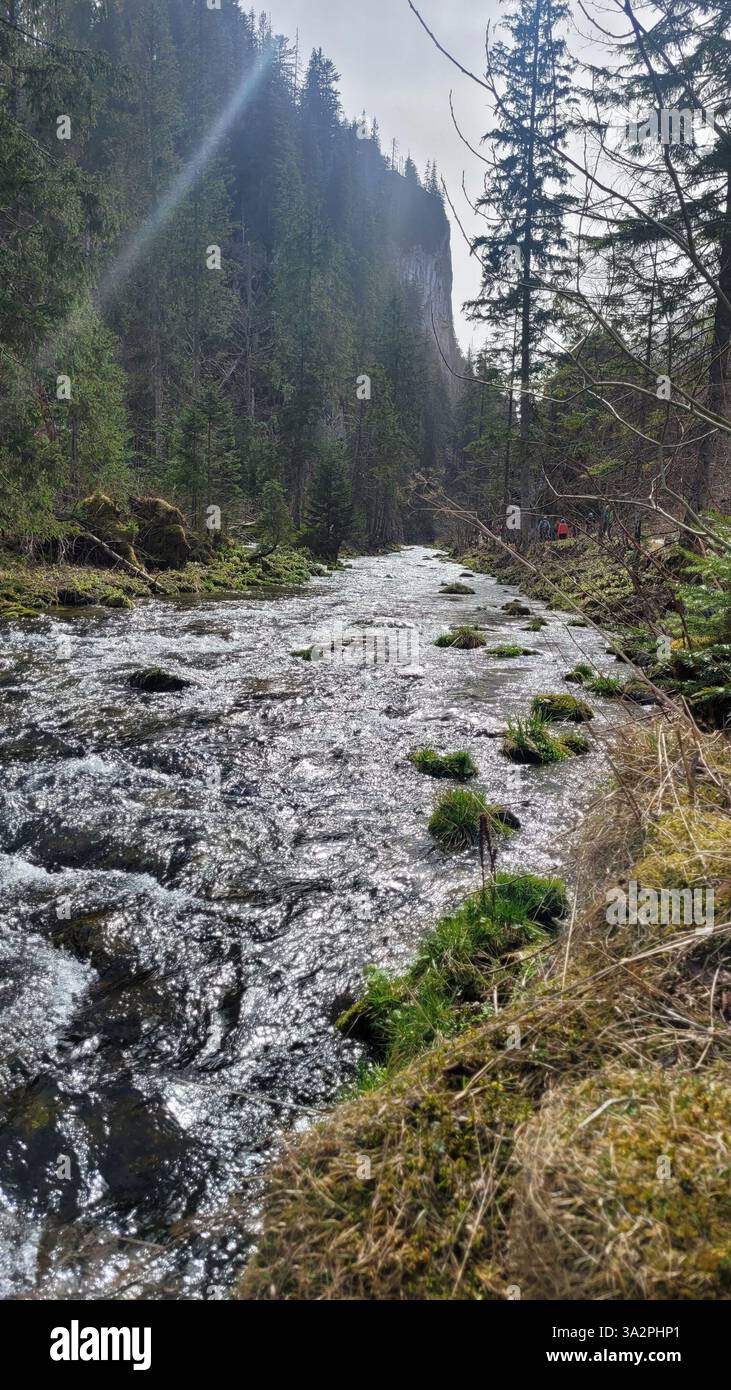 The photograph shows a mountain stream flowing through a dense forest ...