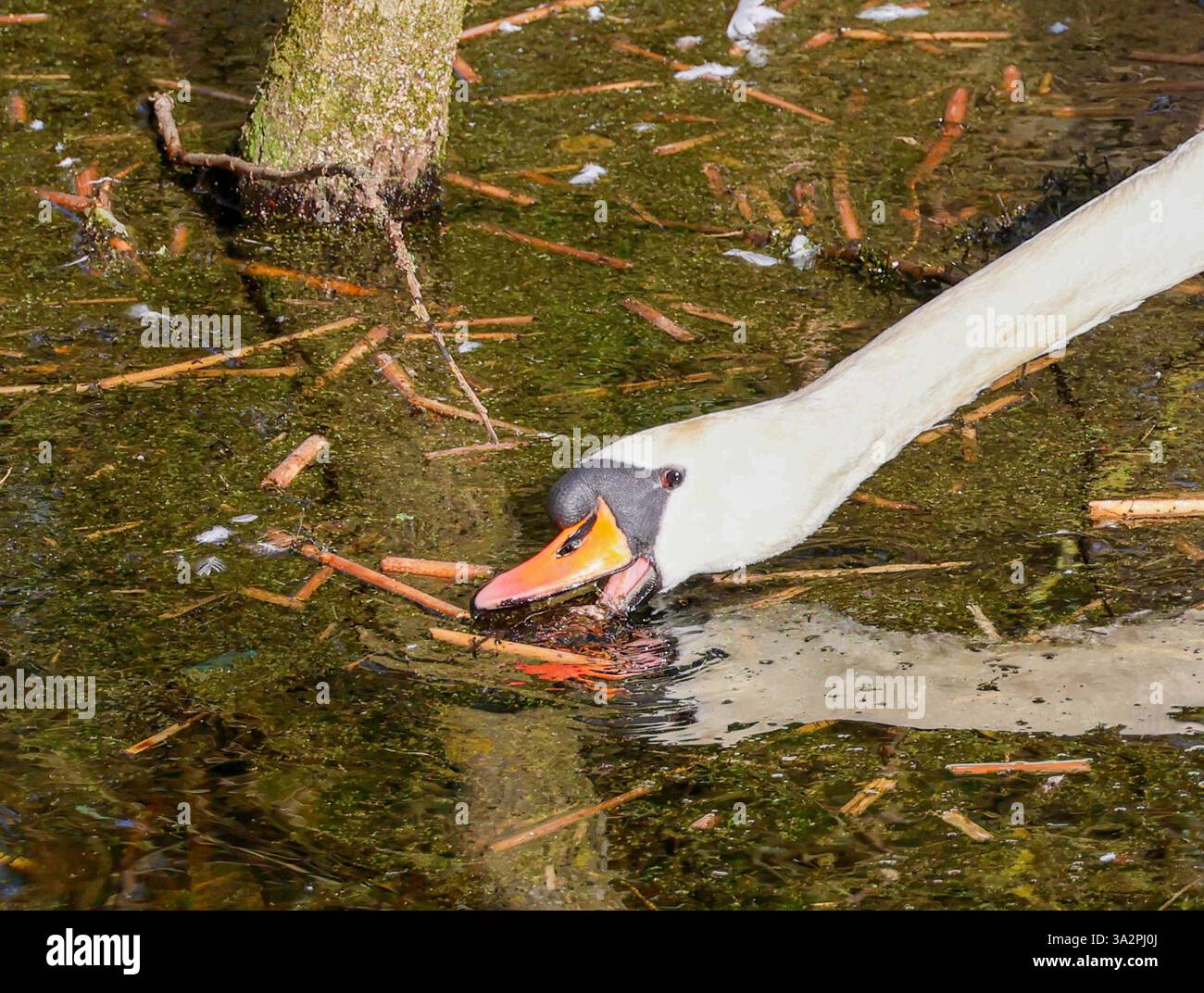 Lurgan park march 2025 hi-res stock photography and images - Alamy