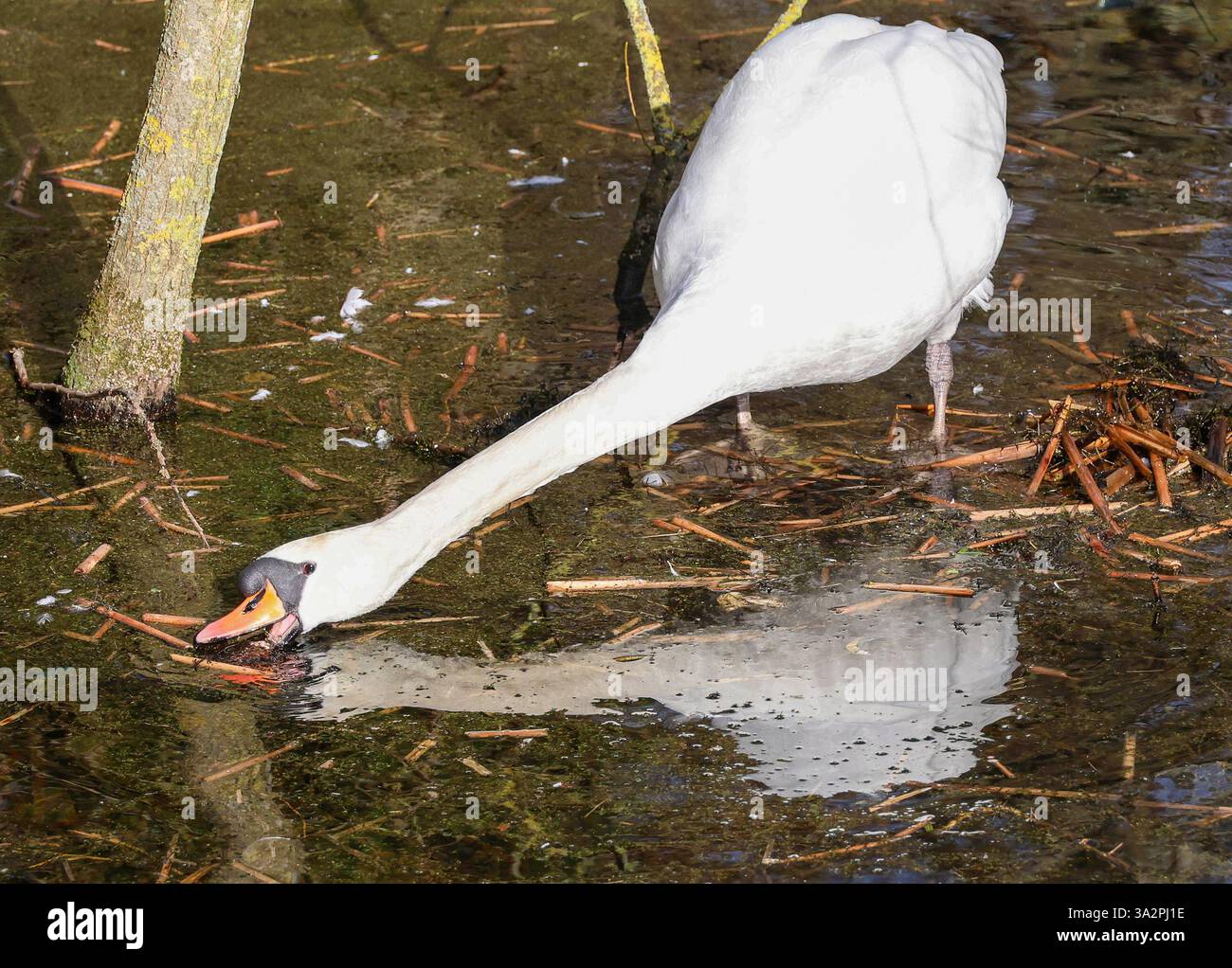 Lurgan park march 2025 hi-res stock photography and images - Alamy