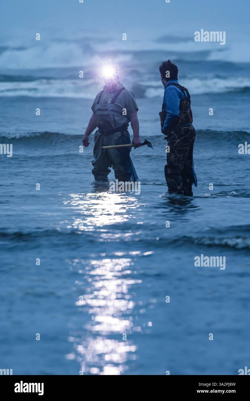 Harvesting Pacific Razor Clams on Pacific Ocean beach at night at Ocean ...