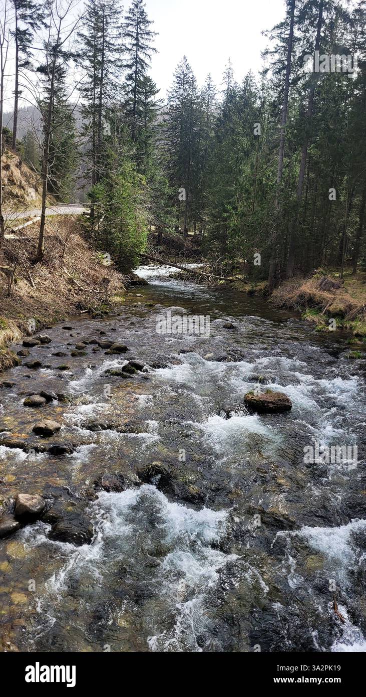 Photograph shows picturesque forest hi-res stock photography and images ...