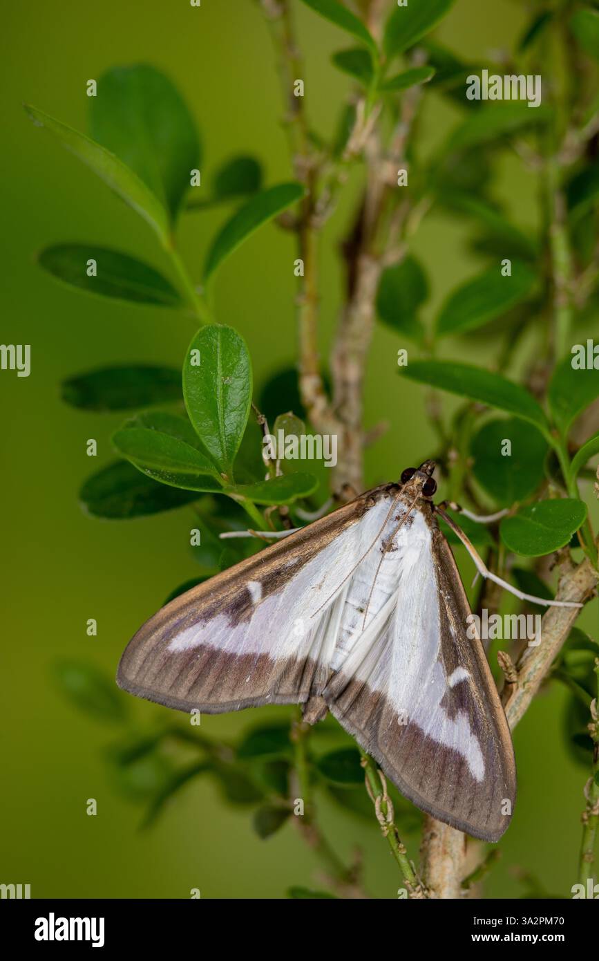 Box tree moth (Cydalima perspectalis) sits on boxwood to lay eggs Stock ...