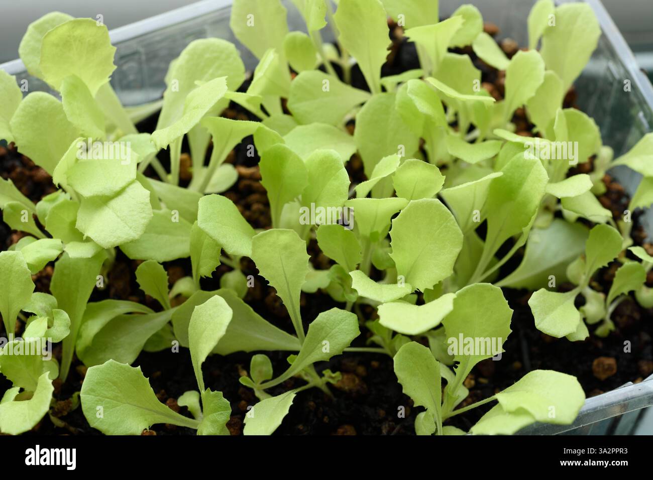 Lettuce seedlings grown for young salad leaves Stock Photo