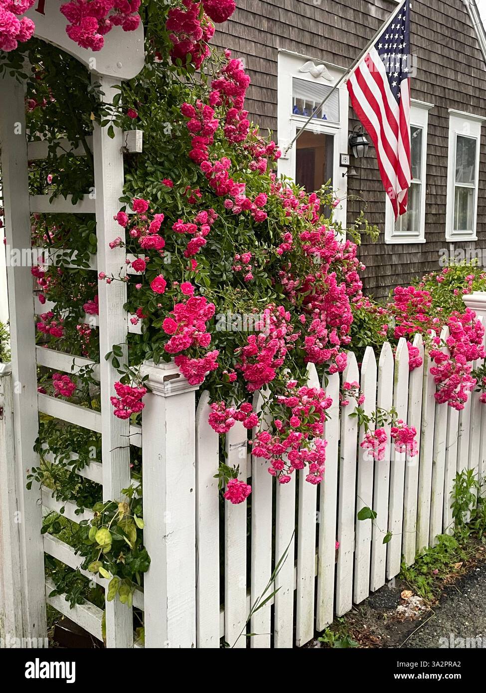 An American flag hangs on a house while the red roses bloom over white ...